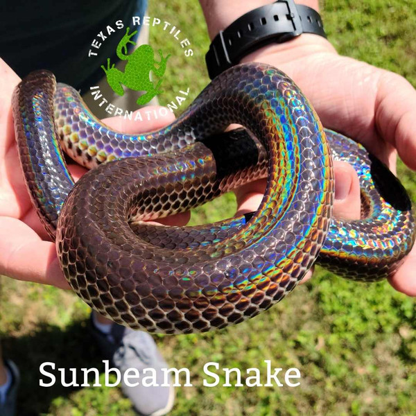 Sunbeam Snake