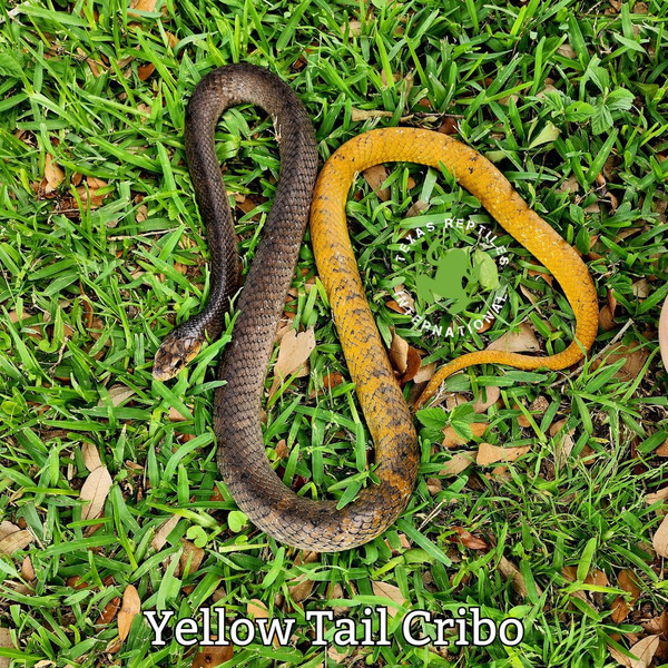 Yellow Tail Cribo