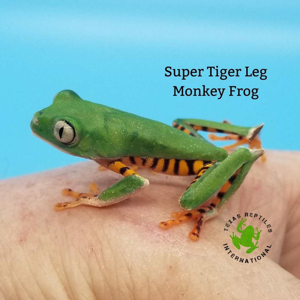Monkey Frog - Super Tiger Leg