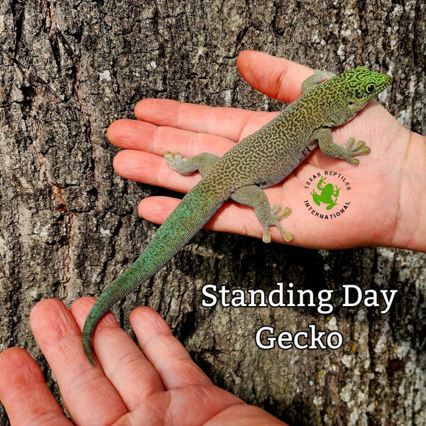 Day Gecko - Standing's Giant  - regen tail
