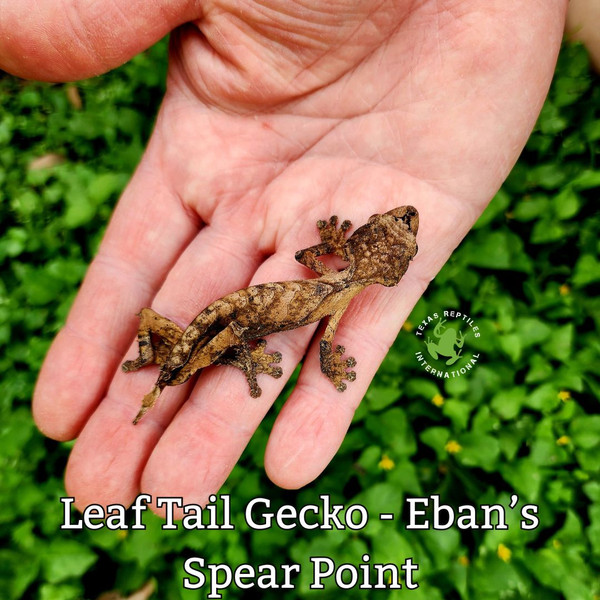 Leaf Tail Gecko - Eban's