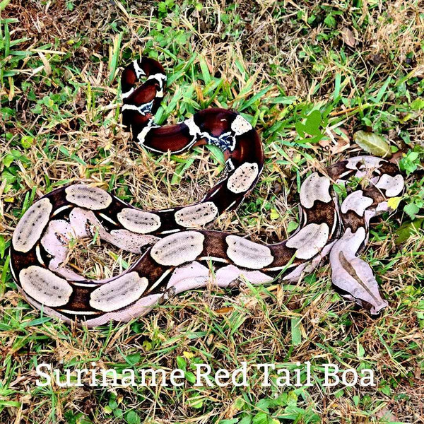 Suriname Red Tail Boa