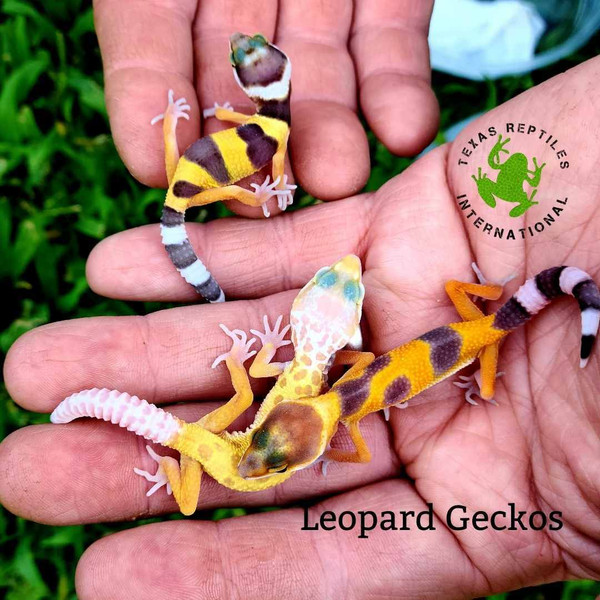 Leopard Gecko - Super Fancy Mix and Match