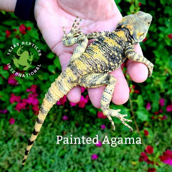 Painted Agama