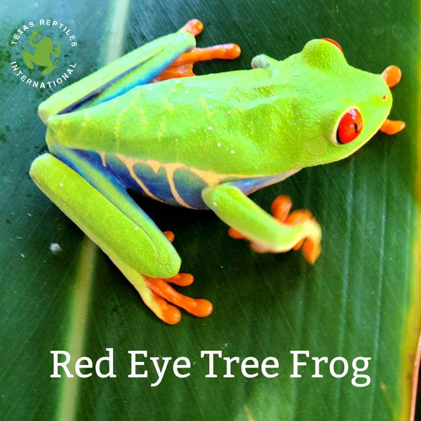 Red Eye Tree Frog