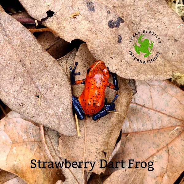 Strawberry Dart Frog