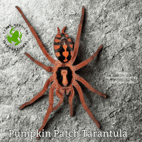 "True" Pumpkin Patch - 1/4- 1/2"