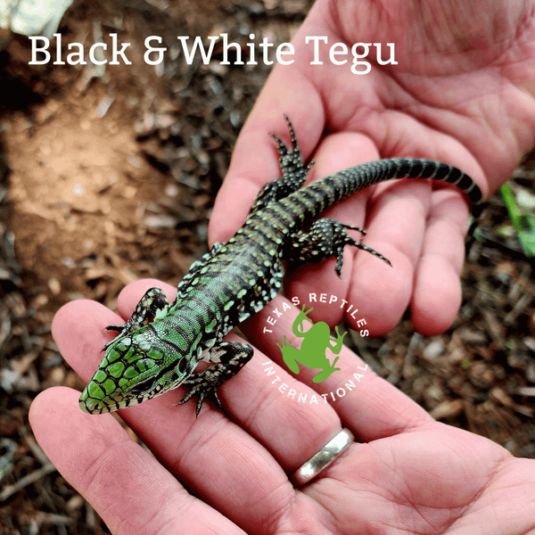 Black and White Tegu babies
