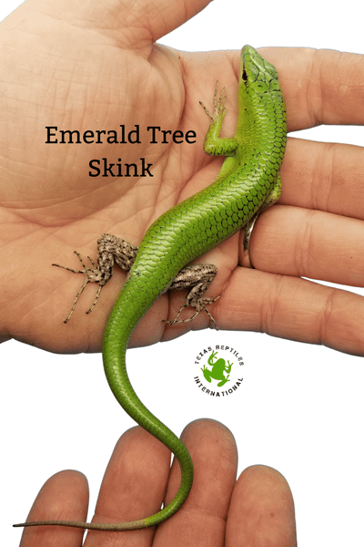 Emerald Tree Skink - back spotted form