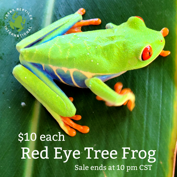 Flash Sale Red Eye Tree Frog