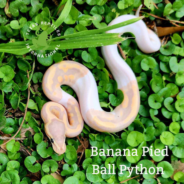 Pied Banana