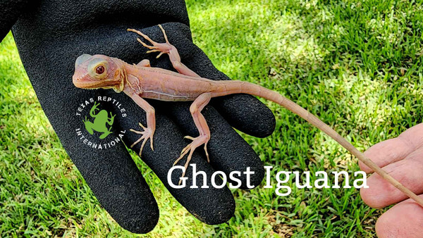 Translucent Red Iguana