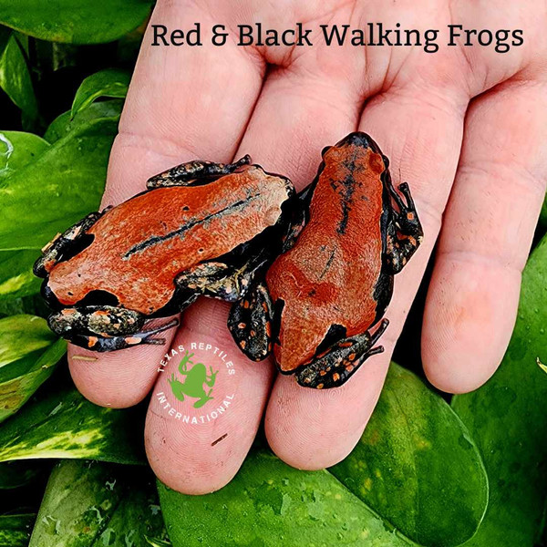 Red & Black Walking Frog