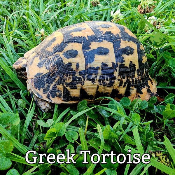 Greek Tortoise