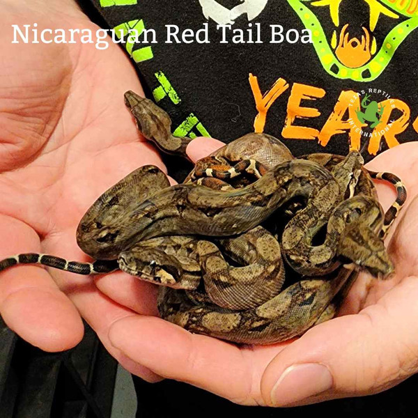 Flash Sale Baby Nicaraguan Boa - 3 lot