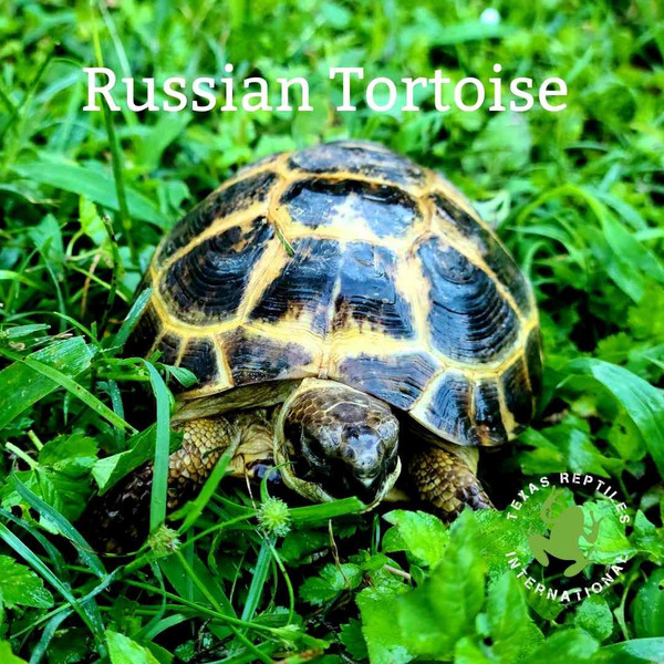 Flash Sale Russian Tortoise - 5 lot males