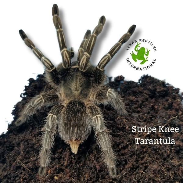 Flash Sale Stripe Knee Tarantula - 10 lot