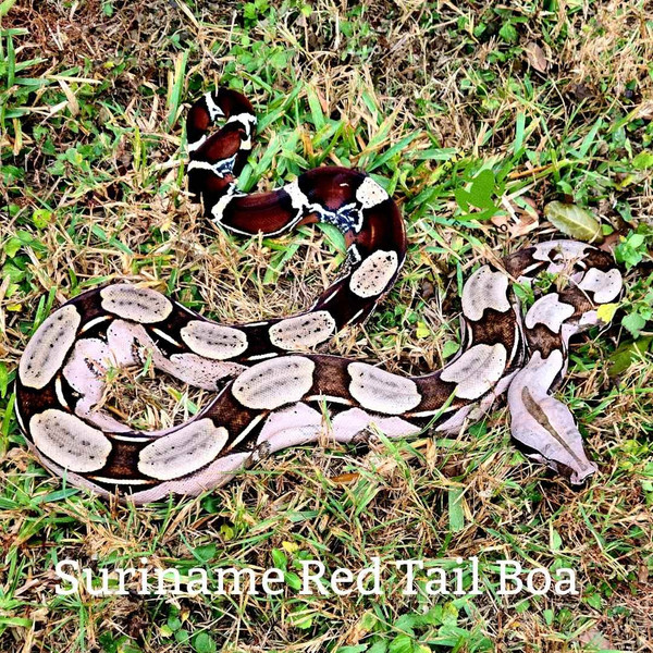 Suriname Red Tail Boa - small, high color