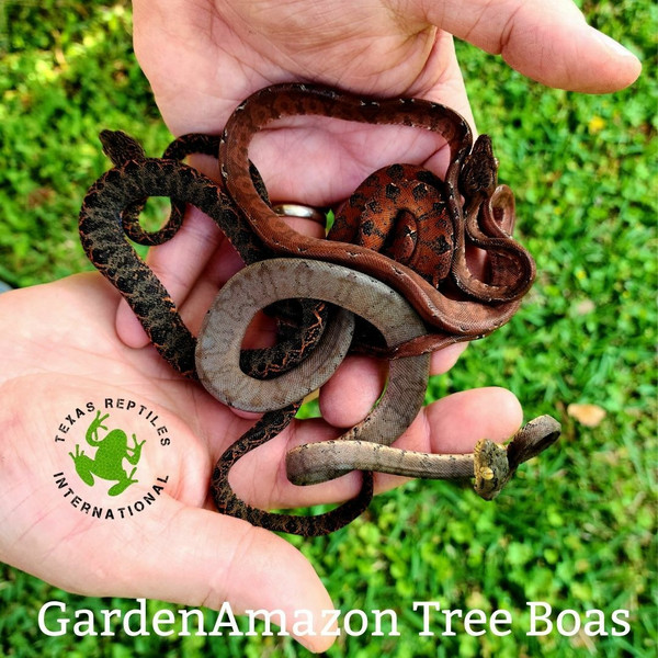 Amazon Tree Boa - Garden phase small