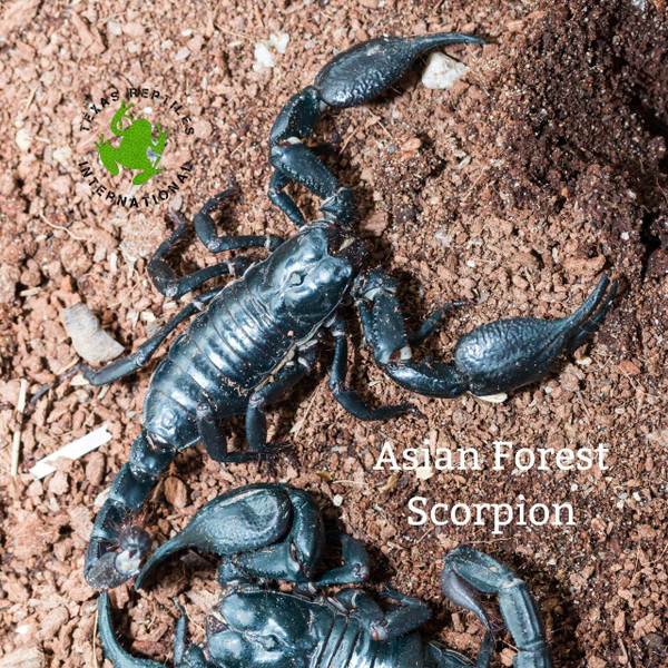 Flash Sale Asian Forest Scorpion - 10 lot