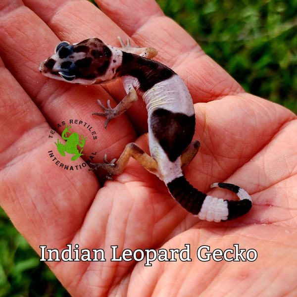 Indian Leopard Gecko