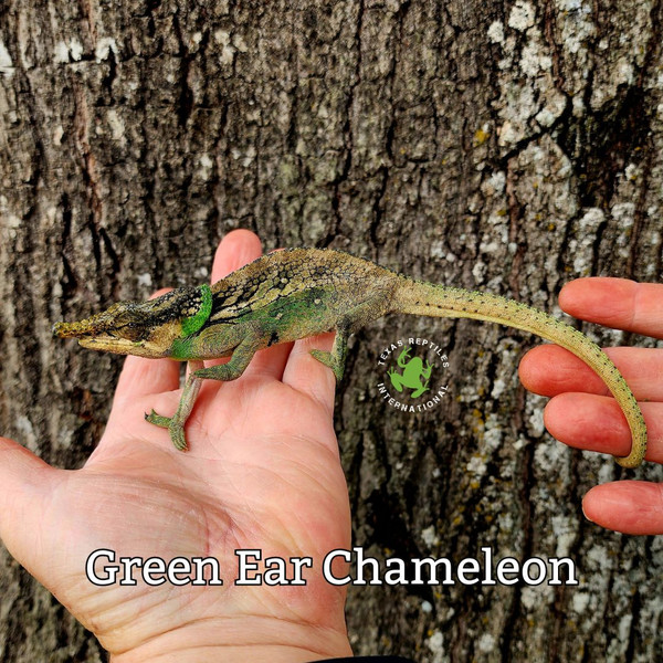 Flash Sale Green Ear Chameleons