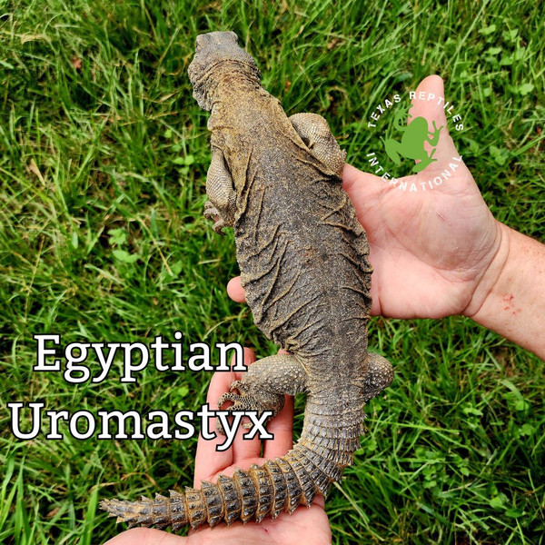 Egyptian Uromastyx
