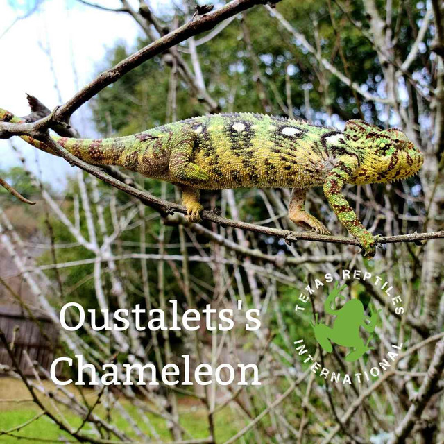 Flash Sale Green Ear Chameleons