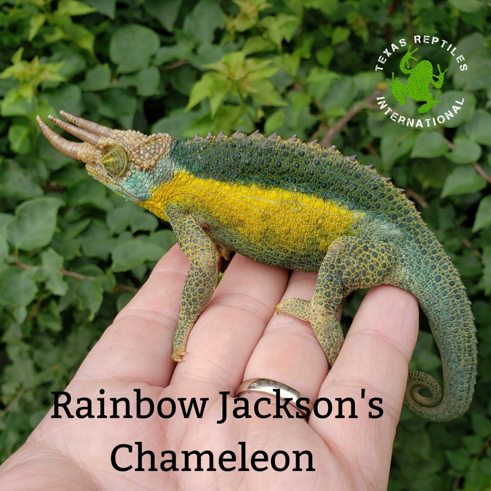 Lizards - Chameleons - Texas Reptiles International