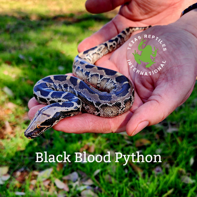 Black Blood Python