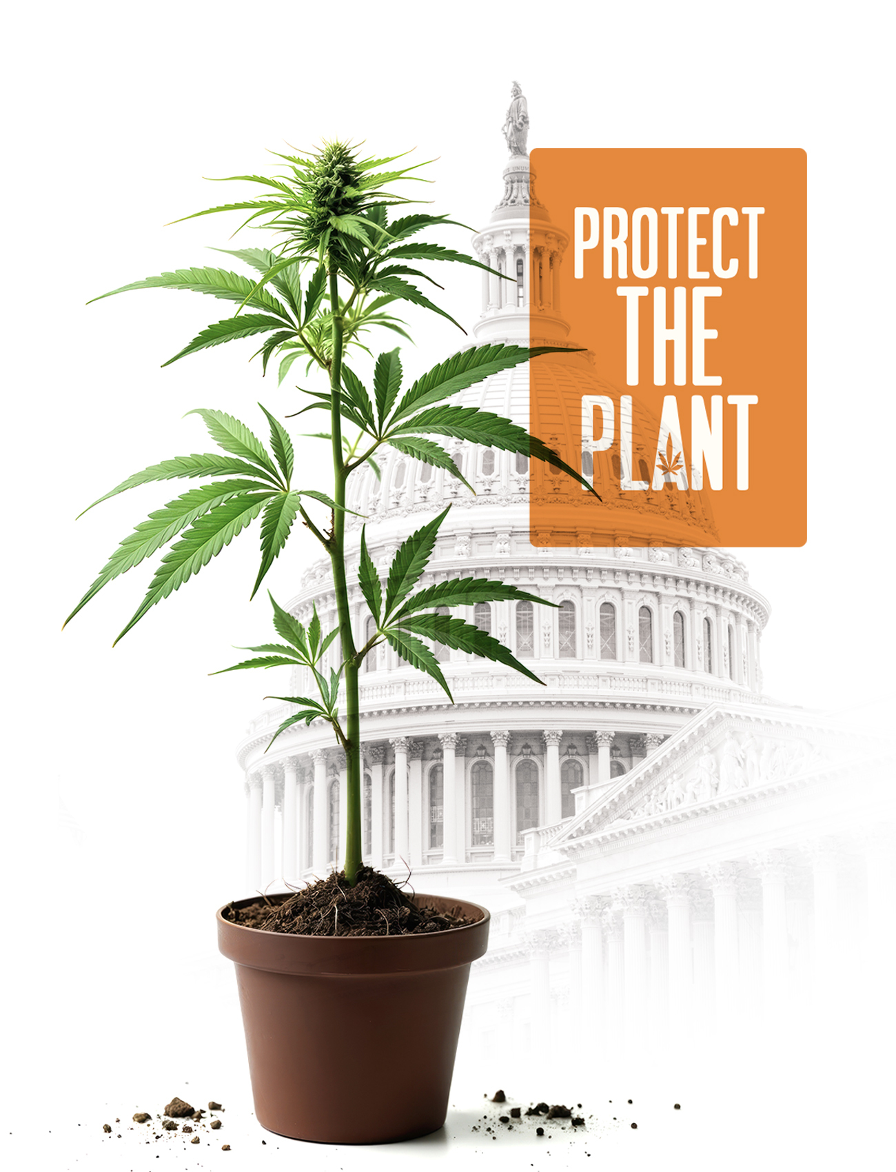 protect the plant is a movement fighting to keep cannabis and hemp legal.