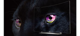 Product Review: LG 55EG920V 4K OLED TV