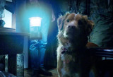 Film review: Good Boy