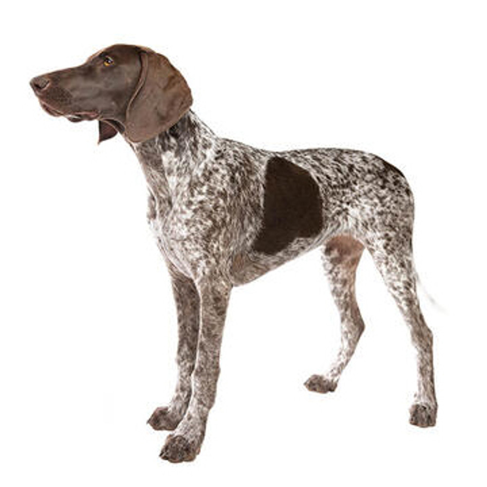 German Short Haired Pointer