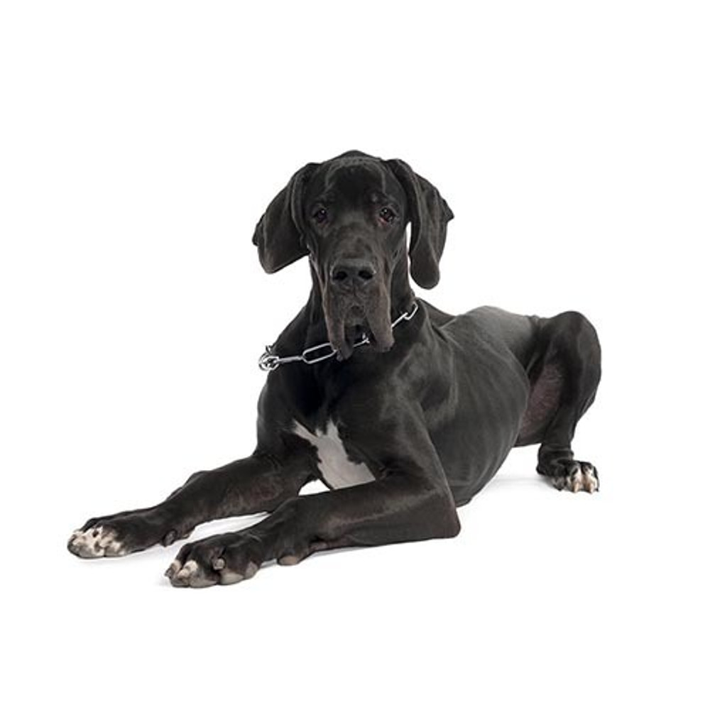 Great Dane