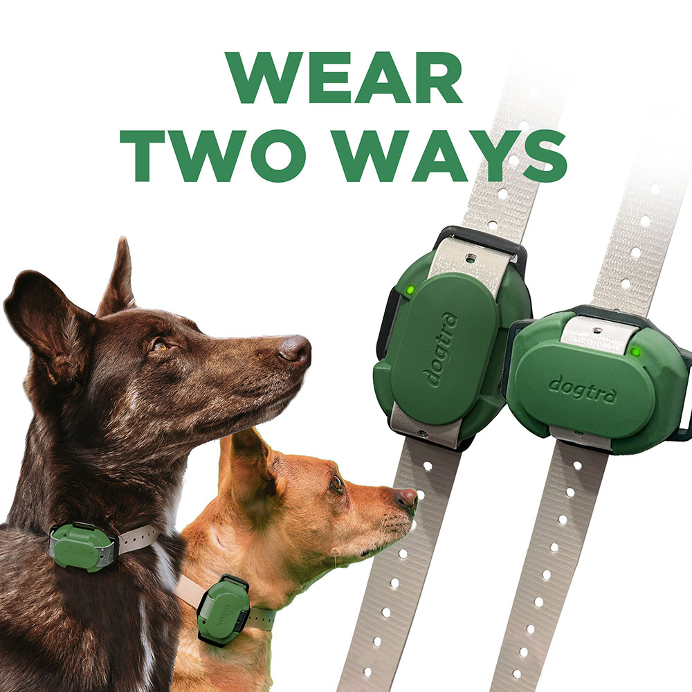 Dogtra Cue Gen2 Dog Training Collar 365M Dogmaster Trainers