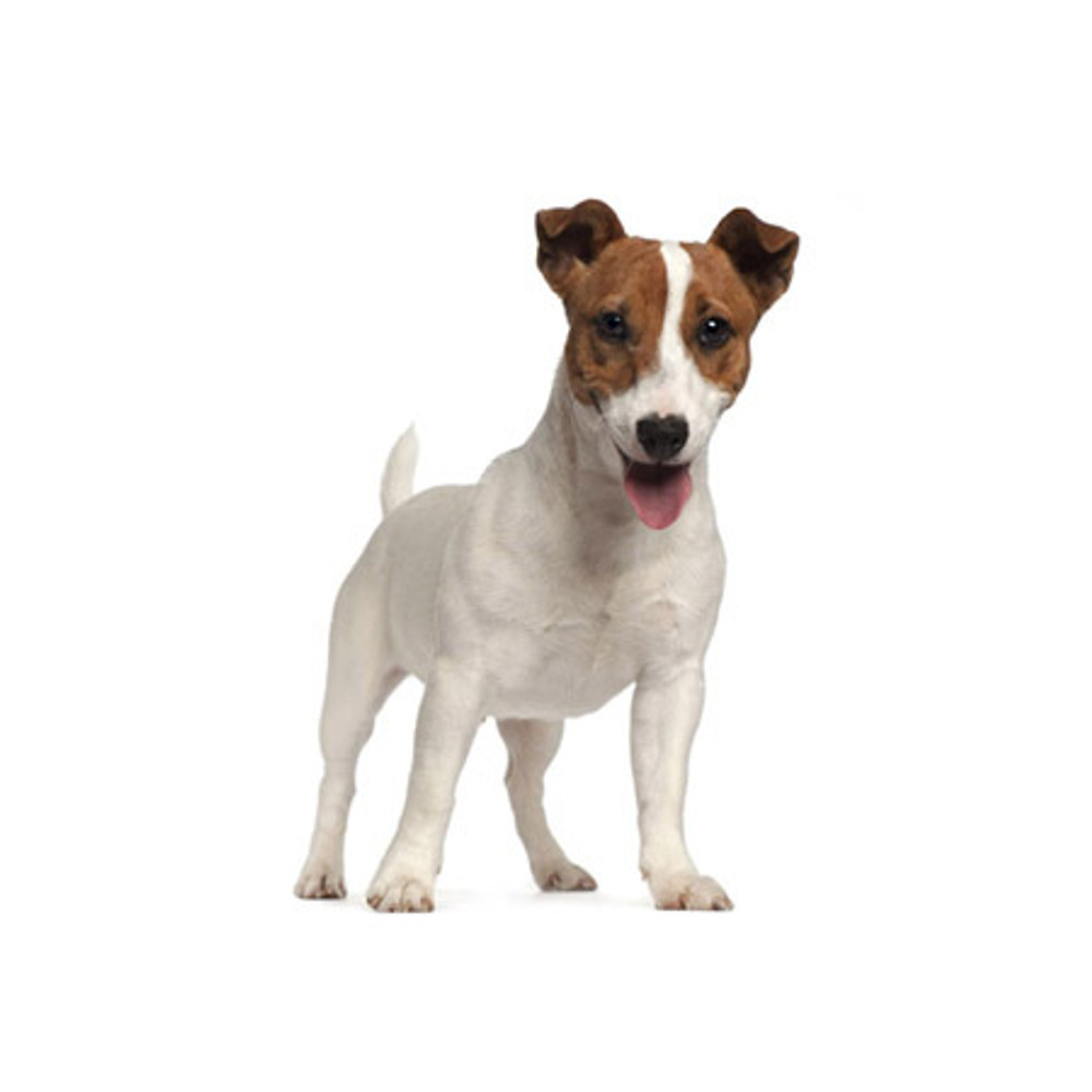 Jack Russell Terrier