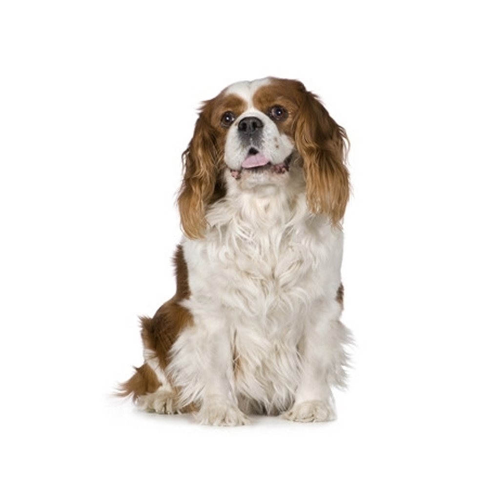 Cavalier King Charles Spaniel