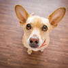 Why Does Your Dog Stare At You