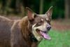 Bark Control — Your Questions Answered