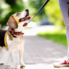 ​Why your dog should always wear a collar