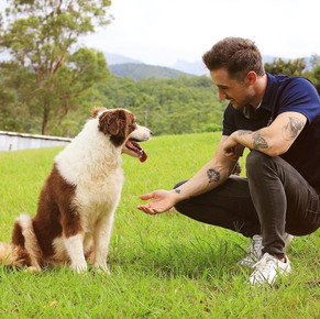 Dog First Aid & Well-being: Pest Repellent