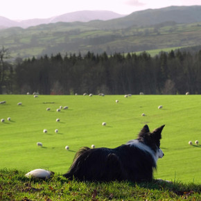 Multi-Dog Training Made Simple: Practical Tips and Tools for Australian Dog Owners Multi-Dog Training Made Simple: Practical Tips and Tools for Australian Dog Owners
