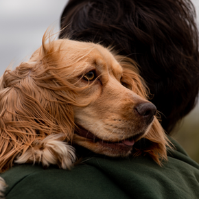 How to read my dogs emotions