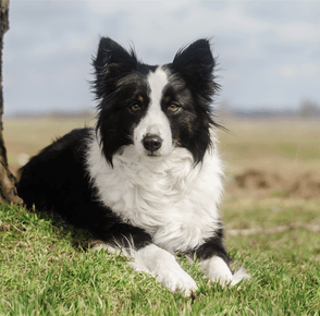 Introducing an e-collar to your dog Introducing an e-collar to your dog