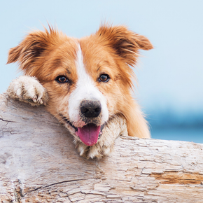 Why citronella collars are a great way to train dogs. Why citronella collars are a great way to train dogs.