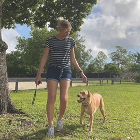 3 Tips On How To Choose The Best Dog Training Tools 3 Tips On How To Choose The Best Dog Training Tools