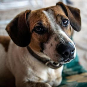 How To Stop Dog Barking When Left Alone