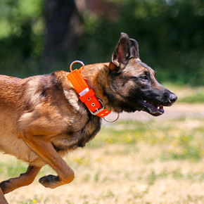 Is it Safe to Use E-collars on Your Dog? Is it Safe to Use E-collars on Your Dog?