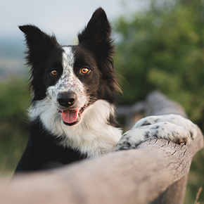 How to set up a containment fence at home